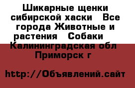 Шикарные щенки сибирской хаски - Все города Животные и растения » Собаки   . Калининградская обл.,Приморск г.